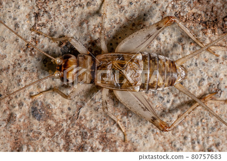 Small Field Cricket Small Field Cricket 80757683