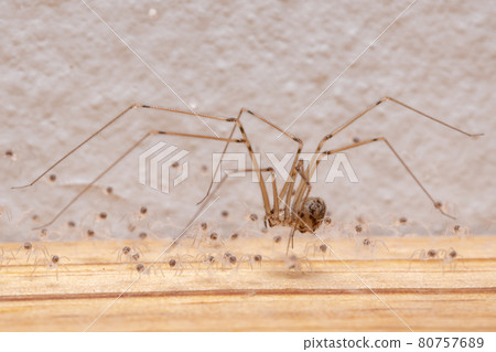 adult female Short-bodied Cellar Spider adult female Short-bodied Cellar Spider 80757689