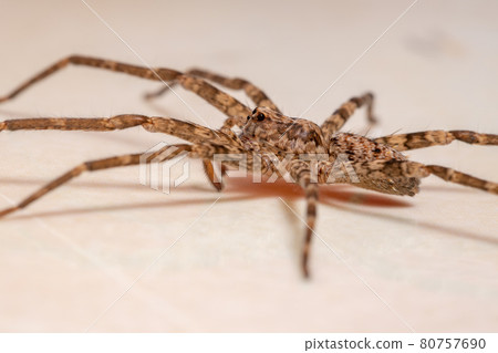 Adult Female Wandering Spider Adult Female Wandering Spider 80757690