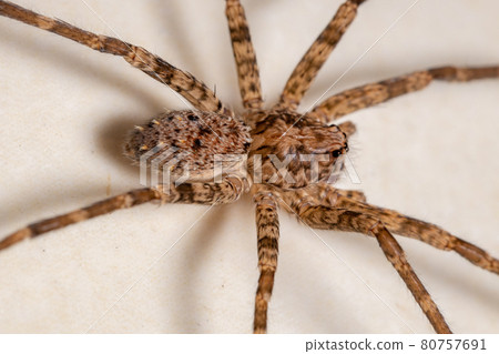 Adult Female Wandering Spider Adult Female Wandering Spider 80757691