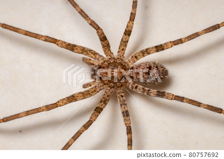 Adult Female Wandering Spider Adult Female Wandering Spider 80757692