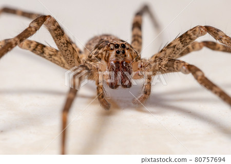 Adult Female Wandering Spider Adult Female Wandering Spider 80757694