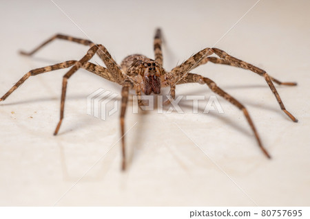 Adult Female Wandering Spider Adult Female Wandering Spider 80757695