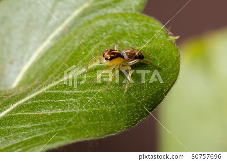Small Jumping Spider Small Jumping Spider 80757696