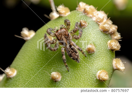 Small Pantropical Jumping Spider Small Pantropical Jumping Spider 80757697