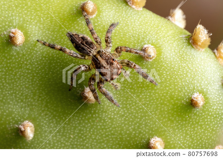 Small Pantropical Jumping Spider Small Pantropical Jumping Spider 80757698