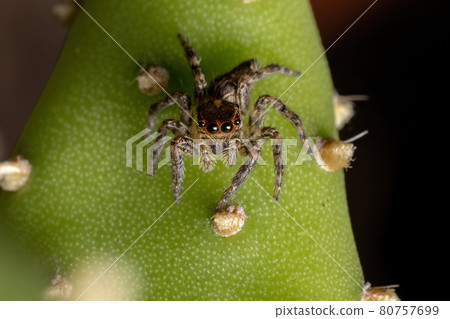 Small Pantropical Jumping Spider Small Pantropical Jumping Spider 80757699