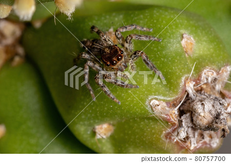 Small Pantropical Jumping Spider Small Pantropical Jumping Spider 80757700