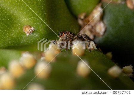 Small Pantropical Jumping Spider Small Pantropical Jumping Spider 80757701