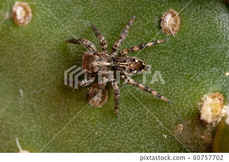 Small Pantropical Jumping Spider 80757702