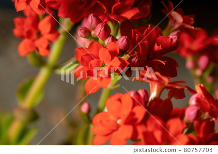 Flaming Katy Red Flower Flaming Katy Red Flower 80757703