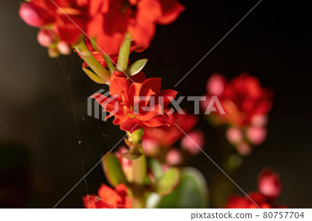 Flaming Katy Red Flower Flaming Katy Red Flower 80757704