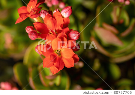 Flaming Katy Red Flower Flaming Katy Red Flower 80757706