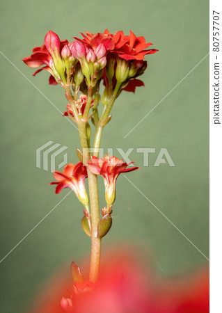 Flaming Katy Red Flower Flaming Katy Red Flower 80757707