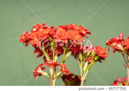 Flaming Katy Red Flower Flaming Katy Red Flower 80757708
