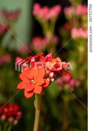 Flaming Katy Red Flower Flaming Katy Red Flower 80757709