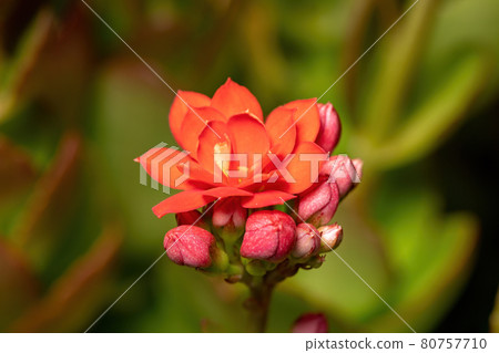 Flaming Katy Red Flower Flaming Katy Red Flower 80757710