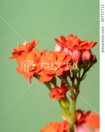 Flaming Katy Red Flower Flaming Katy Red Flower 80757712