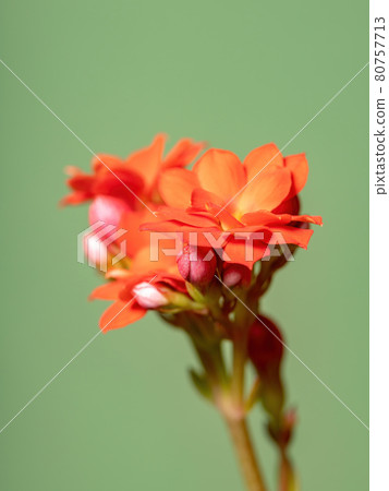 Flaming Katy Red Flower Flaming Katy Red Flower 80757713