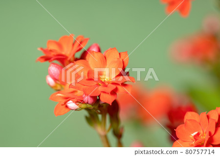 Flaming Katy Red Flower Flaming Katy Red Flower 80757714