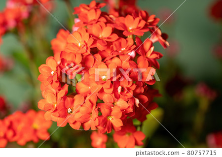 Flaming Katy Red Flower 80757715
