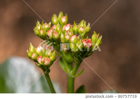 Flaming Katy Red Flower Flaming Katy Red Flower 80757719