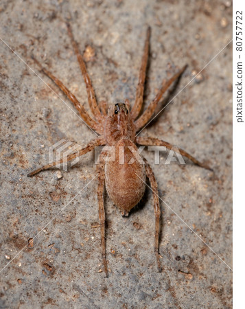 Adult Wolf Spider 80757722