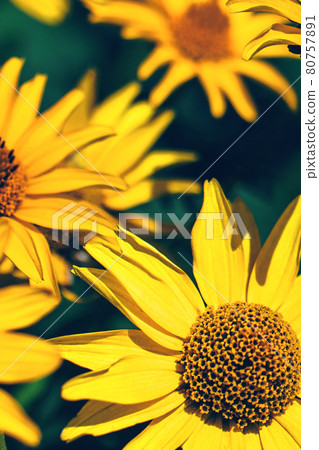 False yellow sunflower grows in summer flower garden False yellow sunflower grows in summer flower garden 80757891