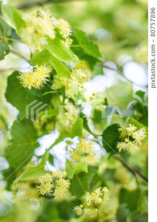 spring background with closeup of Linden tree flowers spring background with closeup of Linden tree flowers 80757896