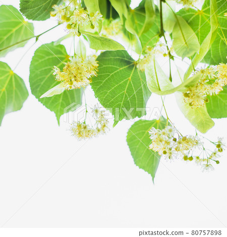 spring background with closeup of Linden tree flowers spring background with closeup of Linden tree flowers 80757898