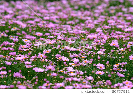 盛開美麗柔和的紫羅蘭色花朵 80757911