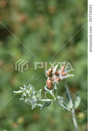 Hairy canary clover Hairy canary clover 80758081