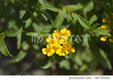 Mexican marigold Mexican marigold 80758082