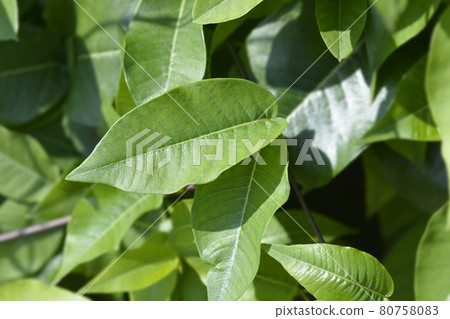 Silkvine Silkvine 80758083