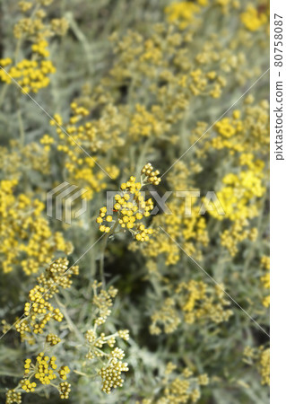 Italian everlasting flowers Italian everlasting flowers 80758087