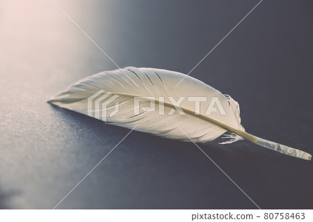 White feather on elegant background White feather on elegant background 80758463