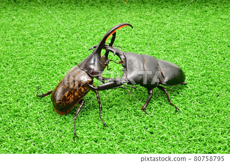 Insect battle stag beetle vs. beetle 80758795