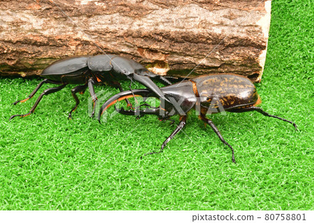 Insect battle stag beetle vs. beetle Insect battle stag beetle vs. beetle 80758801