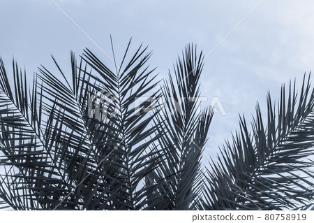 Tropical tourism paradise palms blue summer sky 80758919