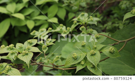 萬壽菊雄花 萬壽菊雄花 80759124