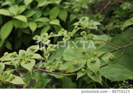 萬壽菊雄花 萬壽菊雄花 80759125