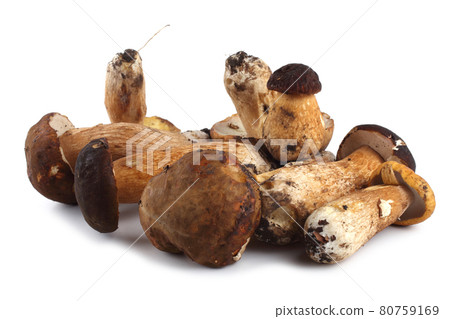 King bolete isolated on white 80759169