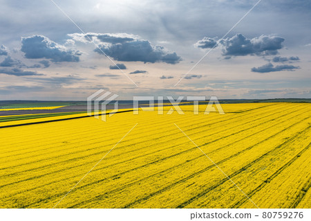 Clouds above agricultural rape field, aerial shot Clouds above agricultural rape field, aerial shot 80759276