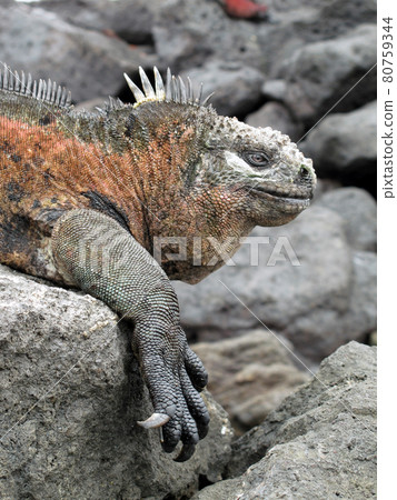 海鬣蜥 80759344