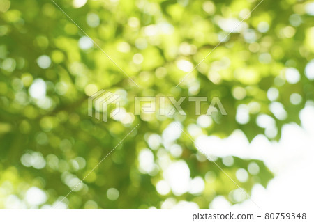 Green bokeh Trees in Matsushima Park, Nishi-ku, Osaka 80759348