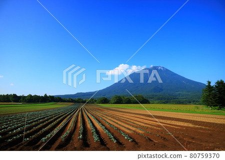 北海道牧加里村和羊蹄山的田野 80759370