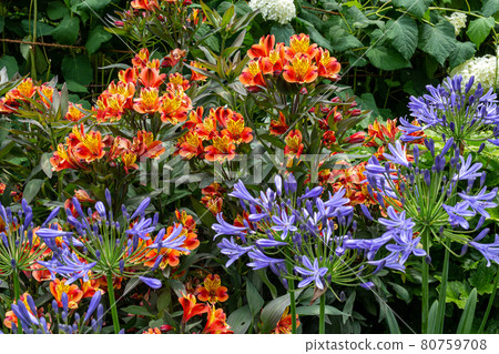 Image of Agapanthus and alstroemeria