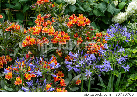 Beautiful landscape of alstroemeria and agapanthus in the garden 80759709