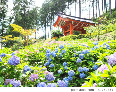 Hydrangea blooming in Mimuroto Temple "Japanese style image" (Kyoto) 80759735