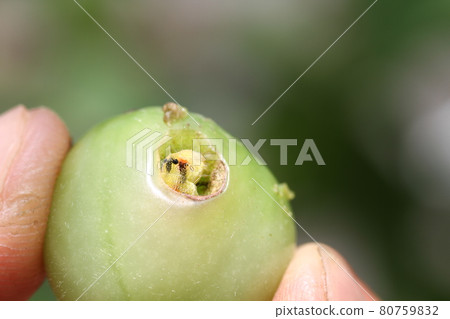 西紅柿和櫻桃番茄害蟲、棉鈴蟲、棉鈴蟲幼蟲 80759832